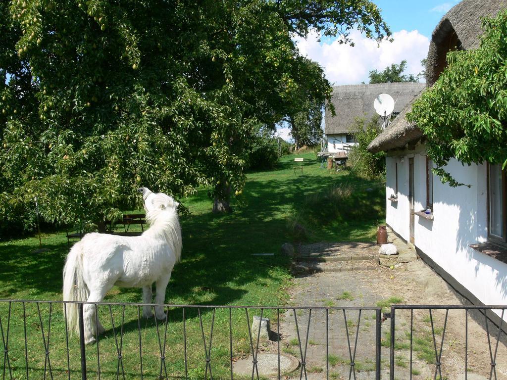 Landhotel Ruegen Stonkvitz Exterior photo